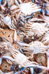 Close up of several crabs. Photo by Ali Arshan, taken from pexels.com
